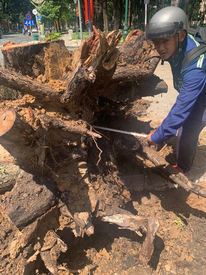 Cây[-]lâu[-]năm[-]trước[-]Dinh[-]Độc[-]Lập[-]bị[-]đốn[-]hạ:[-]Công[-]ty[-]Cây[-]xanh[-]nói[-]gì?